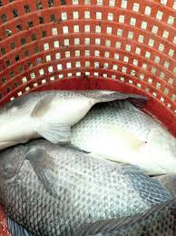 Maybe you would like to learn more about one of these? Let S Talk Food Tilapia Farming At Uh Hilo Hawaii Tribune Herald