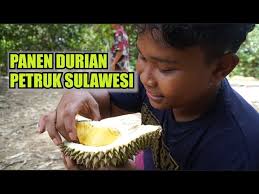 PANEN DURIAN PETRUK SULAWESI DAN DURIAN MATAHARI