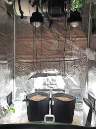 Check spelling or type a new query. New Grower Os Purple Haze Bcn Criticalxxl Cob Led Organic Grow The Autoflower Network