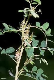 Image result for Indigofera simplicifolia