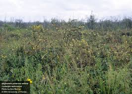 Image result for Ludwigia leptocarpa