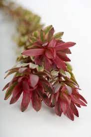 How To Grow Leucadendron Protea Plant Protea Flower Plants