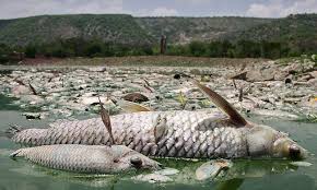Mimpi istri selingkuh memang akan membuat kita sangat geram sebagai (suami) yang memimpikannya. Makna Tentang Mimpi Tentang Ikan Mati Perhatikan Ikan Tangkapan Lihat Ikan Busuk Di Kolam Atau Akuarium