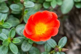 Image result for Portulaca