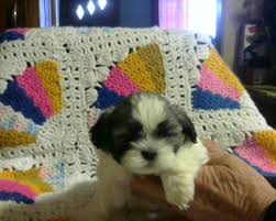 Breedersclub.net is a favorite site to find local dogs and puppies in michigan. Sweet Shih Tzu Puppies For Sale In Kalamazoo Michigan Classified Americanlisted Com