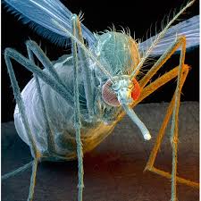 Beautiful Electron Micrograph Mosquito Scanning Electron Microscope Electron Microscope Images Scanning Electron Microscope Images