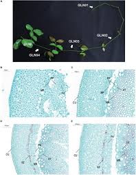 It consists of 9 chapters with about 480 pages. Frontiers Comparative Analyses Of Full Length Transcriptomes Reveal Gnetum Luofuense Stem Developmental Dynamics Genetics