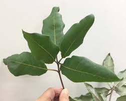 Image result for Syncarpia