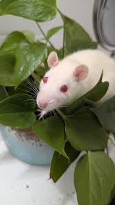 Looking for a female of any age for companionship for my one year old  female. She lost her cagemate and just hasn't been the same since.  Rochester, NY