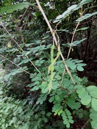 Image result for Ormocarpum