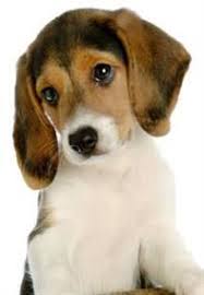 Ear Mites In Dogs Tips Advice Pedigree Also, dogs with itchy painful ears will resist treatment and handling. ear mites in dogs tips advice