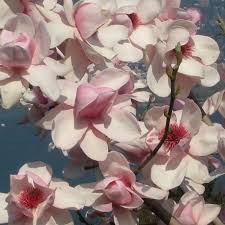 We have one of the widest selections of flowering cherry trees available in the uk. Magnolia Iolanthe Buy Pink Magnolia Trees Bushes Online