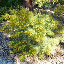 Image result for Nesaea ramosa