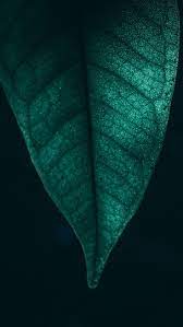 Nature Green Leaf Macro 4k Wallpapers Hd 4k Background For Android 4k Android Background Gr 4k Background Android Wallpaper Leaves Wallpaper Iphone