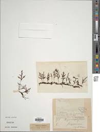 Image result for Crepidomanes chevalieri