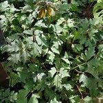 Image result for Rhoicissus rhomboidea