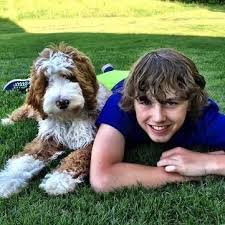 Black And White Doodle Dog For Sale Tuxedo Teddy Bear Goldendoodle Party Parti Multigen Curly Georgia Tn Sc Breeder Goldendoodle Goldendoodle Breeders Teddy Bear Goldendoodle