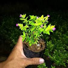 Bunga ini memiliki warna gradasi yang cantik. Jual Produk Jual Bunga Hias Termurah Dan Terlengkap Juli 2021 Bukalapak