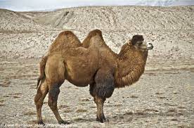 Camelus bactrianus (Bactrian Camel) | BioLib.cz