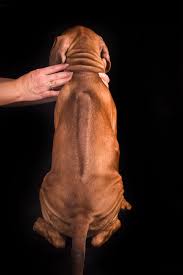 View gumtree free online classified ads for ridgeback puppies for sale and more in south africa. Rhodesian Ridgeback For Sale In The City Of Sillamae Estonia Price Negotiated Announcement 3912