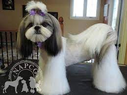 It is one of the specialties of shih tzu. Shih Tzu Semi Lion Hairstyle Dog Grooming Styles Dog Haircuts Asian Dogs