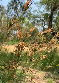 Image result for Themeda triandra