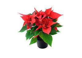 Check spelling or type a new query. Poinsettia Kostenloses Stock Bild Public Domain Pictures