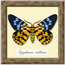 Image result for Dysphania procera