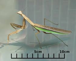 File Ng Prayingmantis Jpg Wikipedia