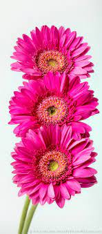 New Photo Trio Of Pink Gerbera Daisies Pink Gerbera Small Pink Flowers Beautiful Flowers Pictures