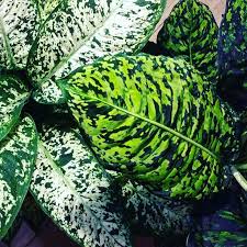 Dieffenbachia Maculata Exotica And Dieffenbachia Maculata Reflector In 2020 Indoor Plants Plants Plant Leaves