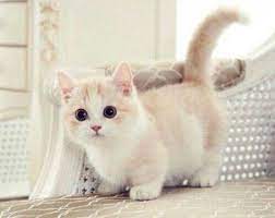 Usia mulai 1 bulan sd 8 bulan. Harga Kucing Munchkin Terbaru 2020 Kucing Co Id