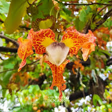 Image result for Monodora