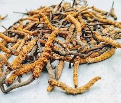 Keeda jadi is the most expensive herbal medicine in the world. Keeda Jadi Yarsagumba Cordyceps Sinensis Trust The Herb