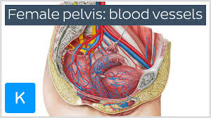 © © all rights reserved. Blood Vessels Of The Female Pelvis Preview Human Anatomy Kenhub Youtube