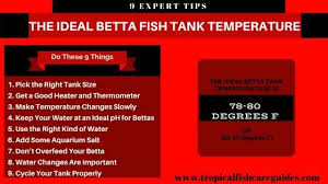 Betta Fish Temperature Setting The Ideal Water Temperature For Bettas Betta Fish Betta Betta Fish Tank