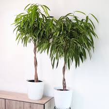 Image result for Ficus persicifolia