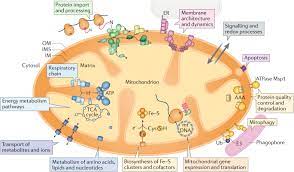 We did not find results for: Mitochondrial Proteins From Biogenesis To Functional Networks Nature Reviews Molecular Cell Biology