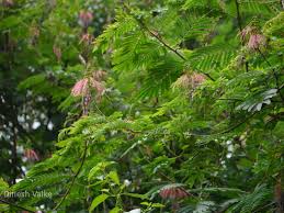 Image result for Calliandra calothyrsus