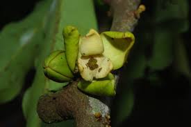 Image result for Polyceratocarpus