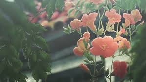 See more ideas about purple flowers wallpaper, flower wallpaper, purple flowers. Anime Gif Aesthetic Flower Novocom Top