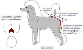 Diagram Of The Modern Clip Poodle Grooming Mobile Pet