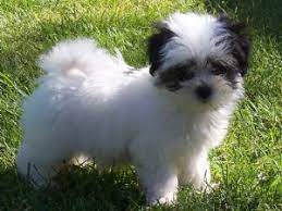Check spelling or type a new query. Havanese Puppies In Oregon