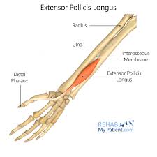 Ebraheim's educational animated video describes the tendons and conditions associated with the anatomical snuff box. Extensor Pollicis Longus Rehab My Patient