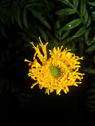 Marigold In 2020 Plants Flowers Dandelion