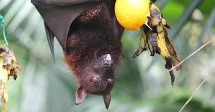 Nipah virus (niv) is a newly emergent zoonotic pathogen of the family paramyxoviridae that can cause rapid, fatal respiratory and neurologic disease. Nipah Virus Symptoms Diagnosis Prevention And Treatment