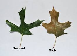 Check spelling or type a new query. Oak Wilt Specialists Of Texas About Oak Wilt Symptoms Spread And Control