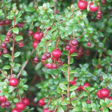 Murta Do Chile Venda Murta Do Chile Ugni Molinae Guava Plant Edible Landscaping Ericaceous Plants