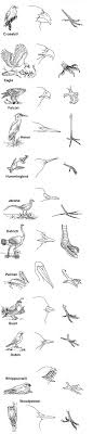 Bird Adaptations Various Species With Their Beaks And Feet Bird Beaks Activity Earth Science Earth Projects