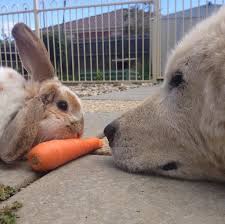 19 Interspecies Friendships That Will Fill Your Dead Heart With Cheer Cute Animal Photos Animals Friendship Big Animals